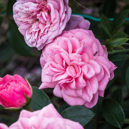 Oasi Di Mastarone - Il Vino E Le Rose Villa Momperone Exteriör bild