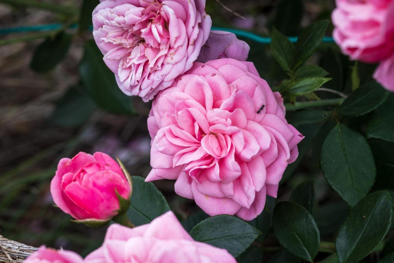 Oasi Di Mastarone - Il Vino E Le Rose Villa Momperone Exteriör bild