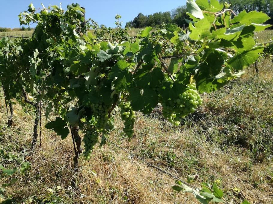 Oasi Di Mastarone - Il Vino E Le Rose Villa Momperone Exteriör bild